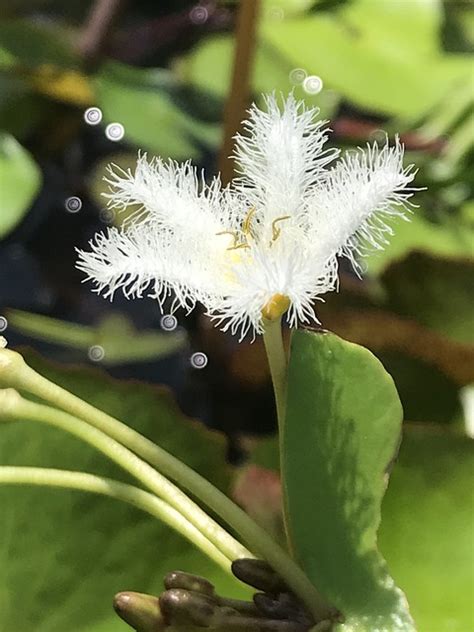 水型|水生植物